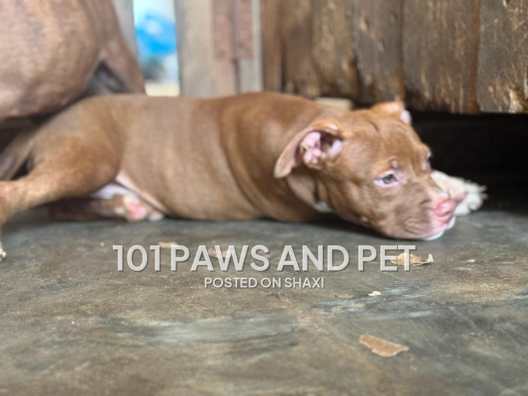 Pitbull puppies photo 3