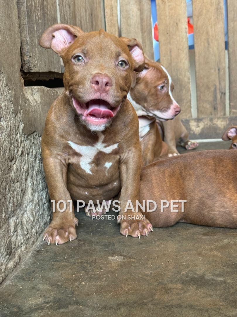 Pitbull puppies photo 1
