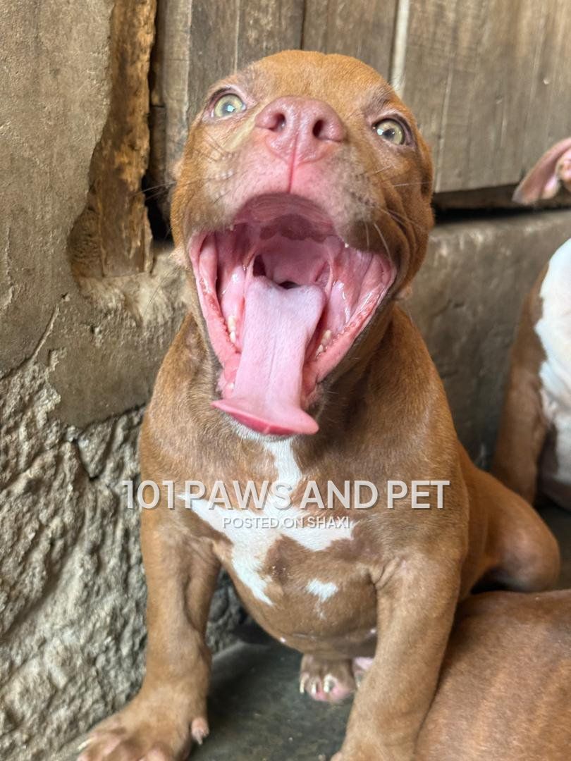Pitbull puppies photo 2