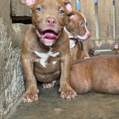 Pitbull puppies