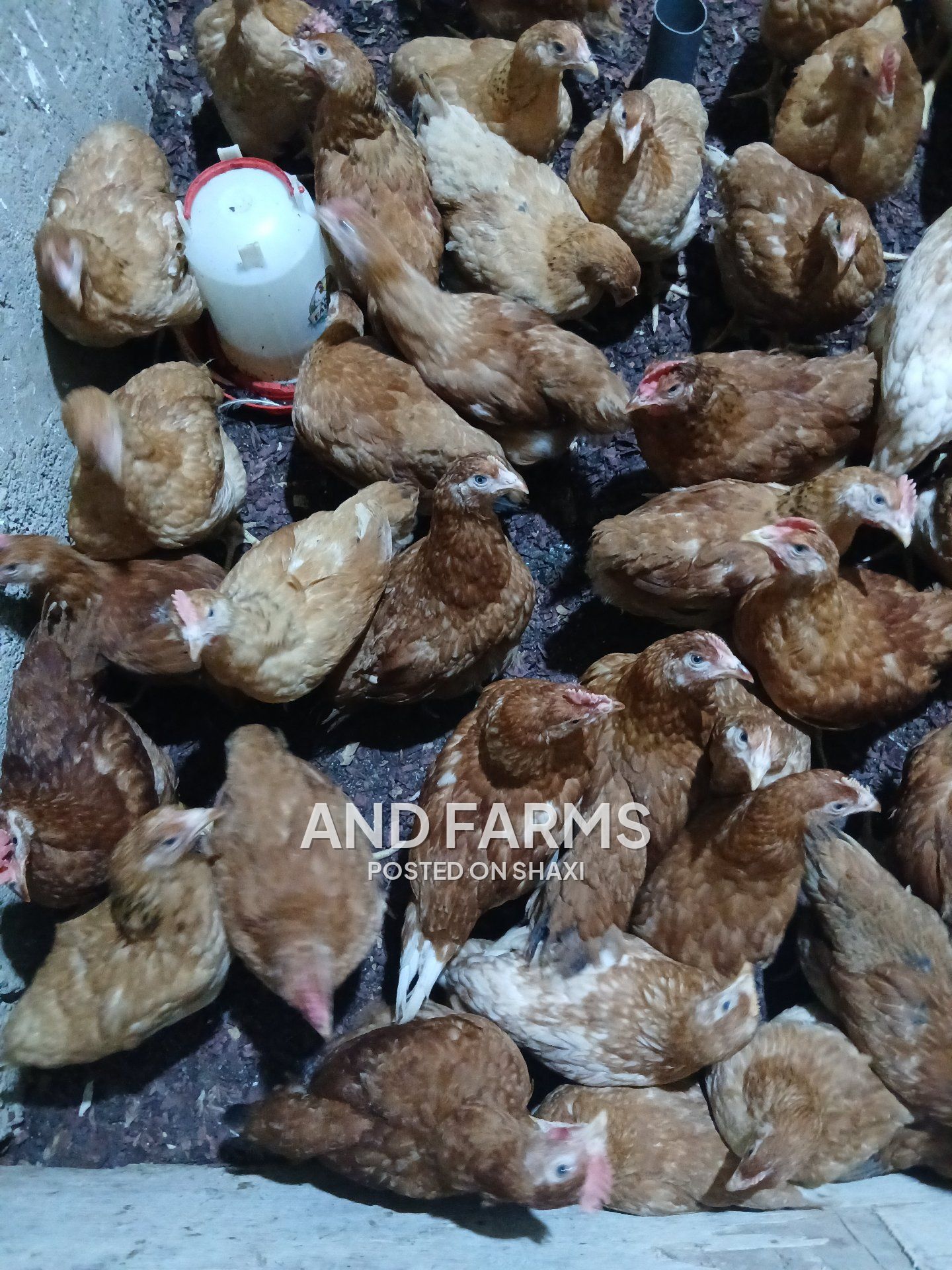 Sasso poultry chickens photo 1