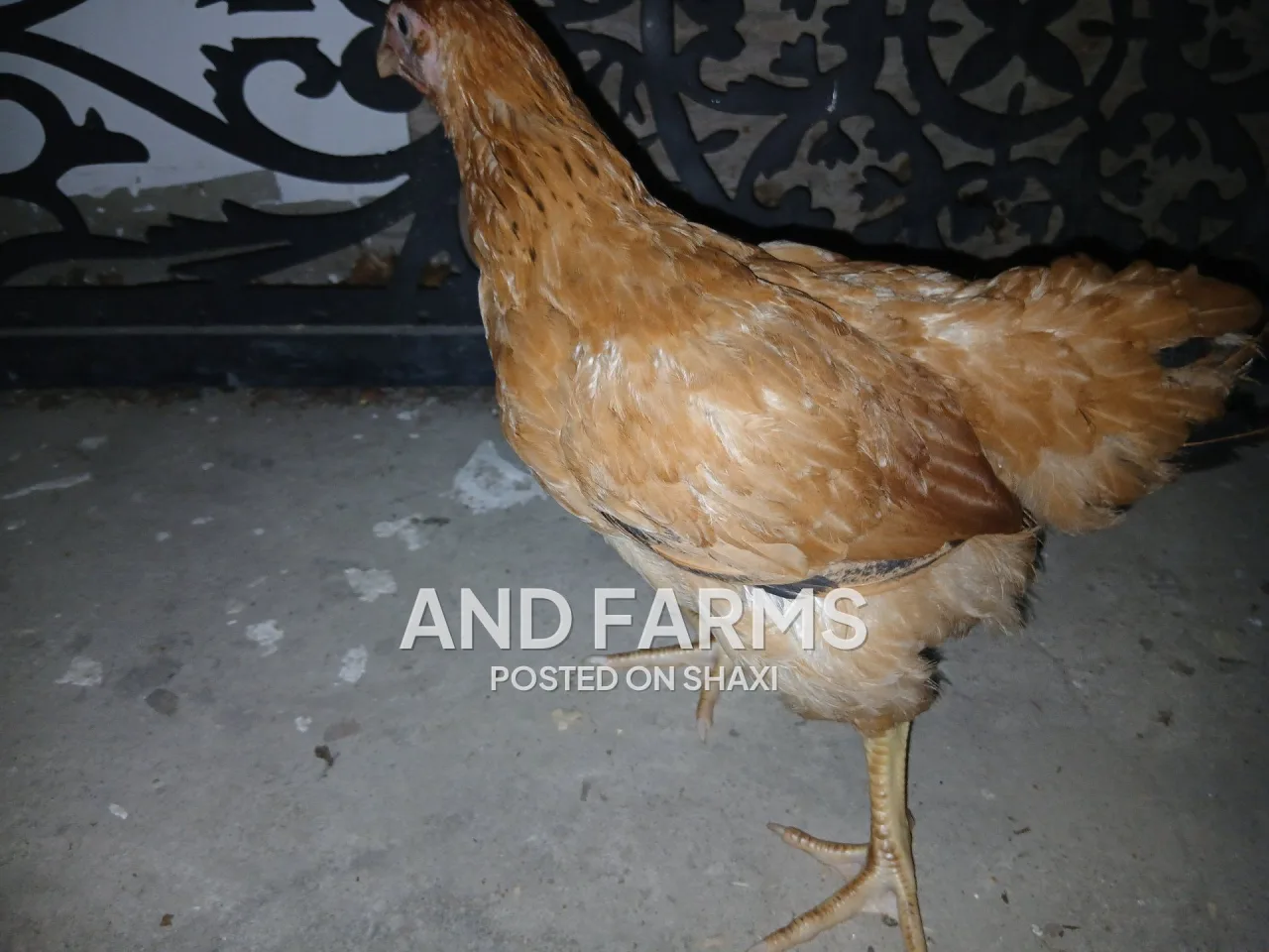 Sasso poultry chickens photo 3