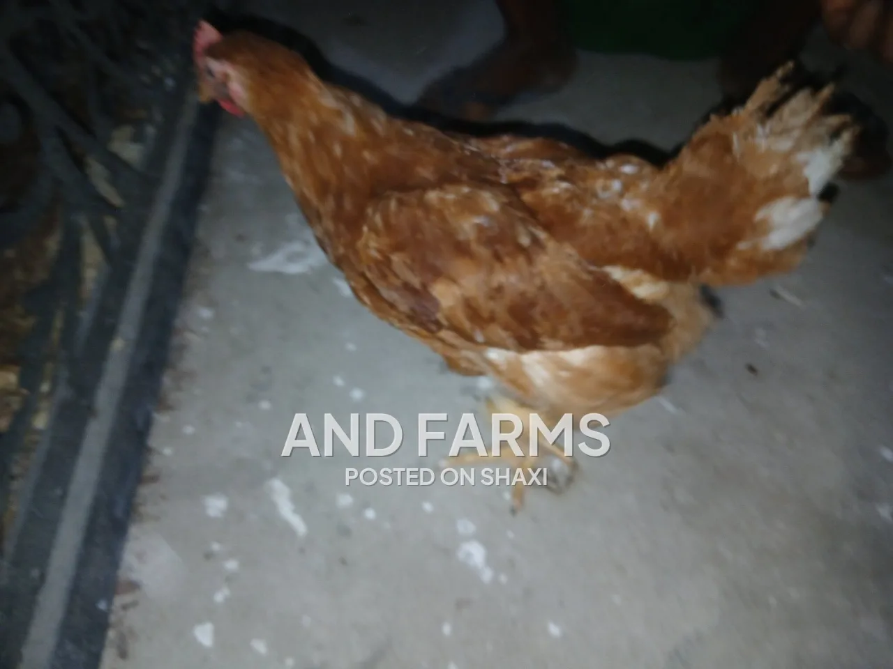 Sasso poultry chickens photo 4