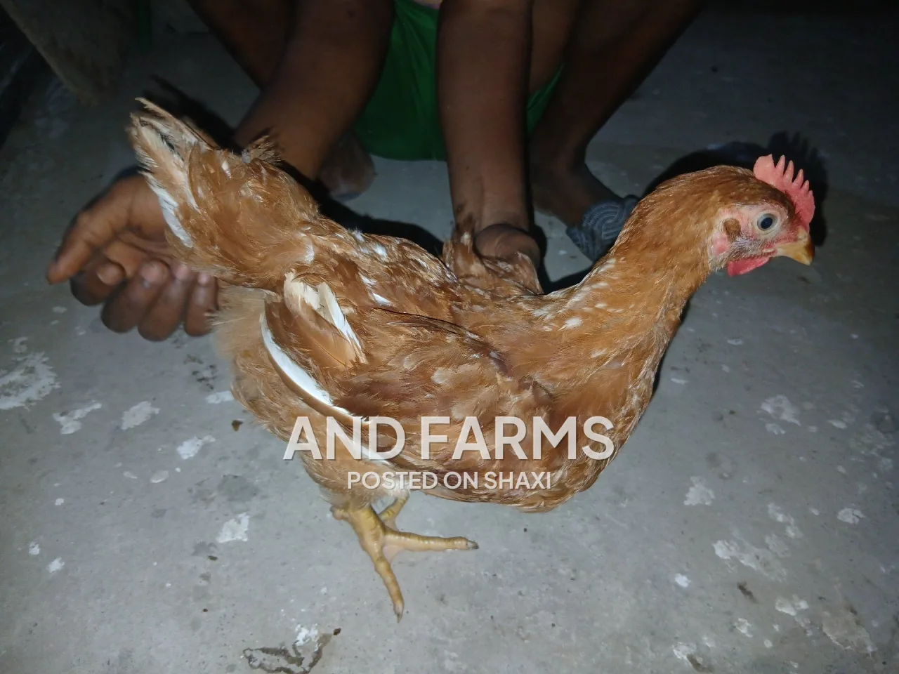 Sasso poultry chickens photo 2