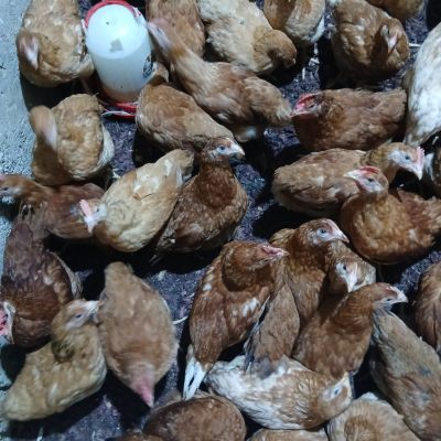 Sasso poultry chickens