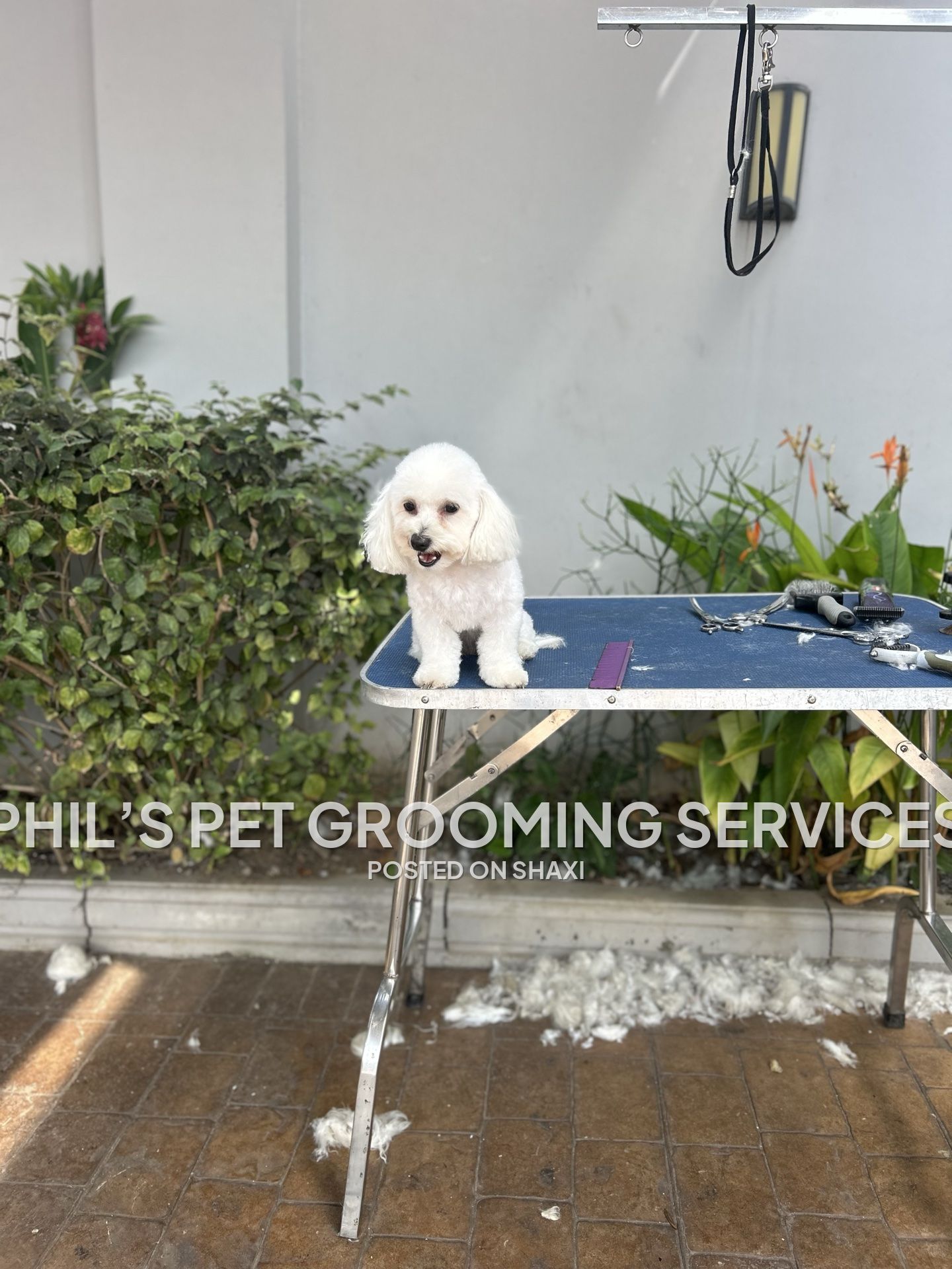 Phil’s pet grooming services photo 4