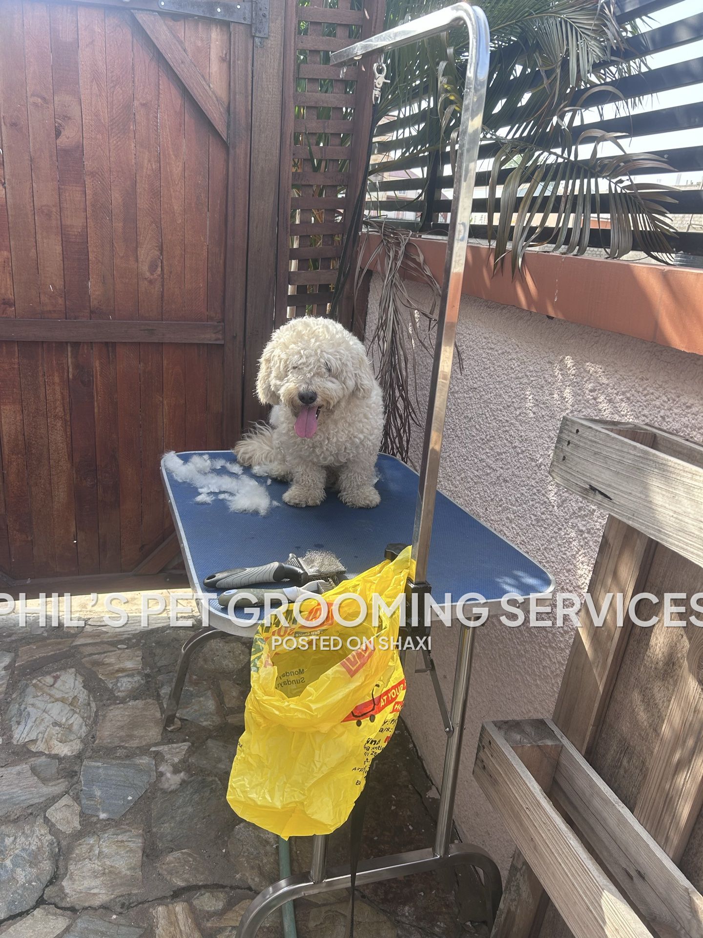 Phil’s pet grooming services photo 5