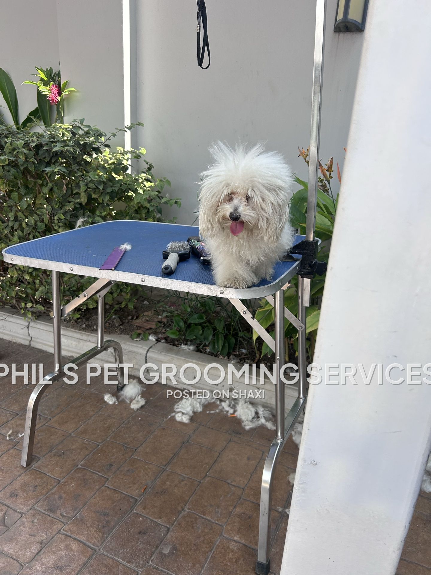 Phil’s pet grooming services photo 3
