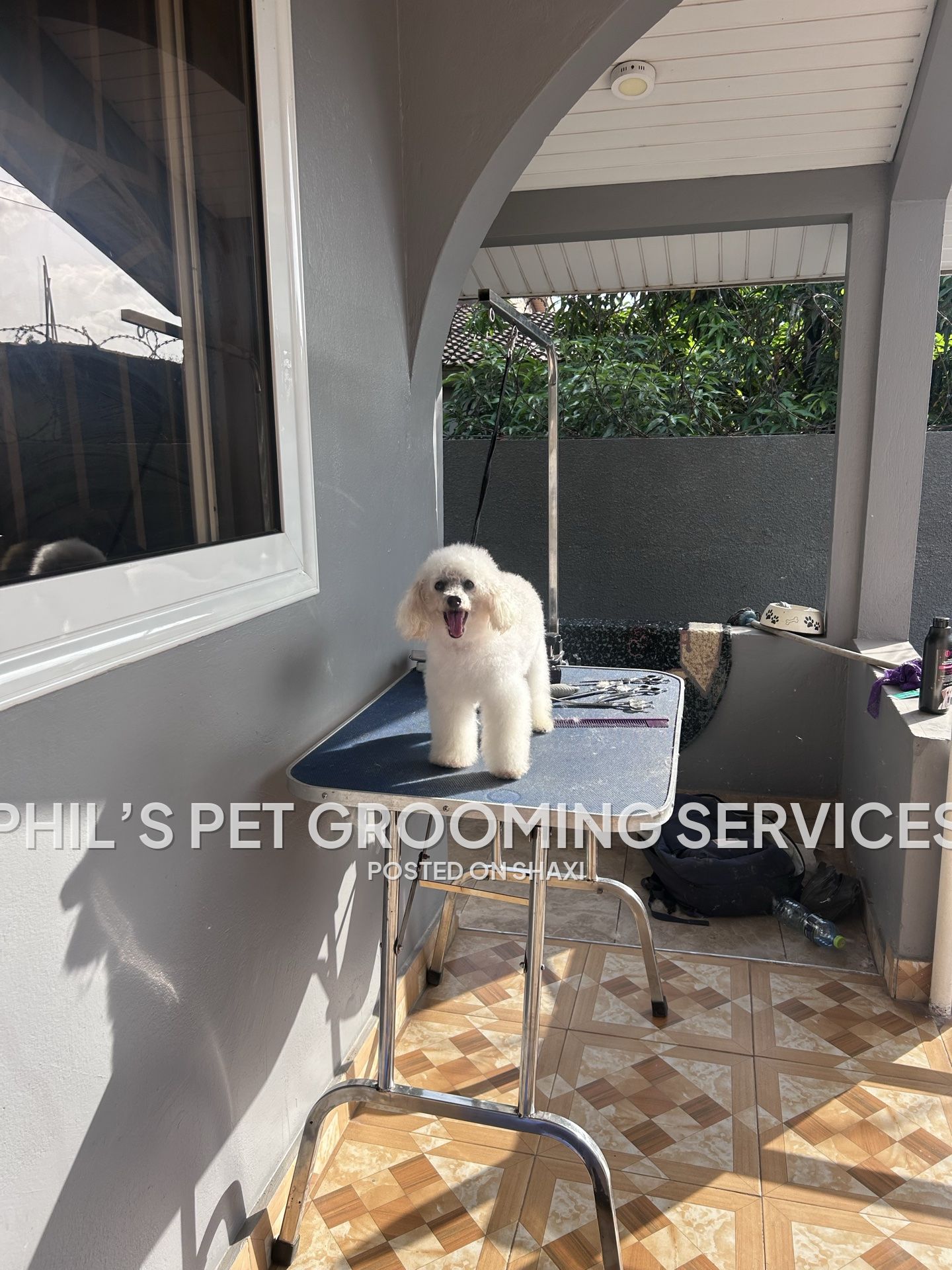 Phil’s pet grooming services photo 2