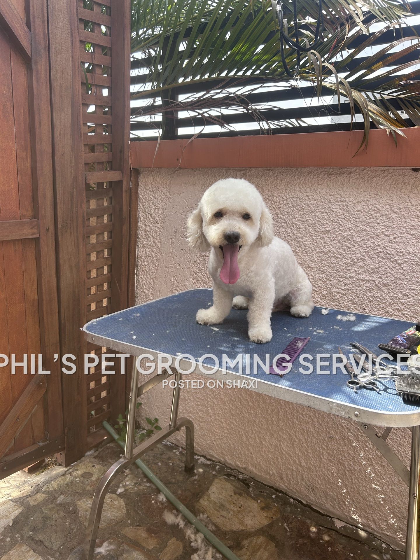 Phil’s pet grooming services photo 6