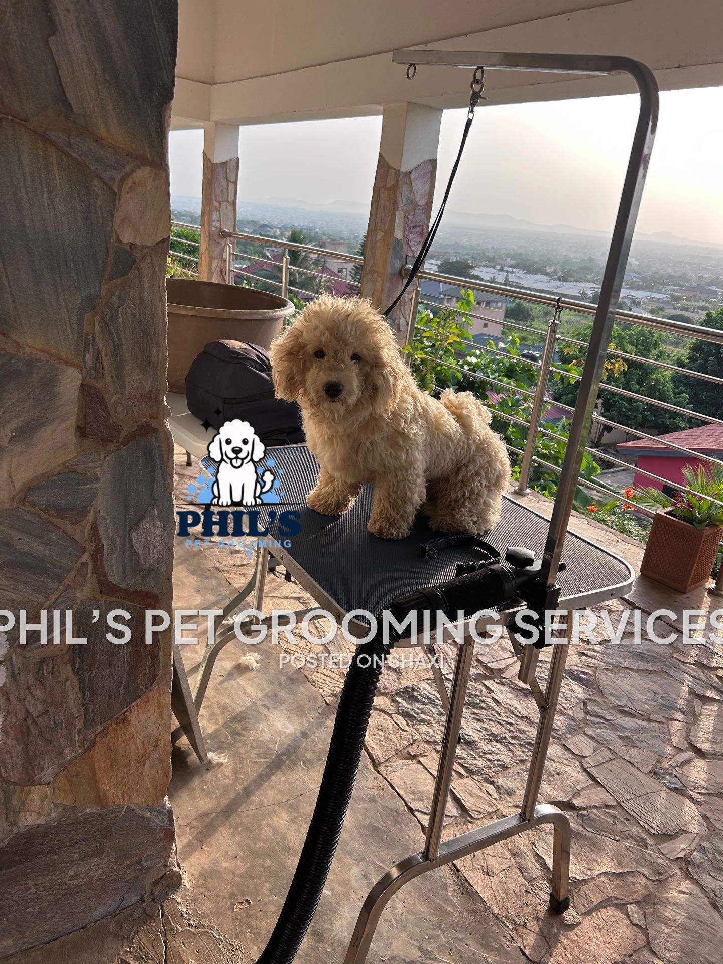 Phil’s pet grooming services photo 7