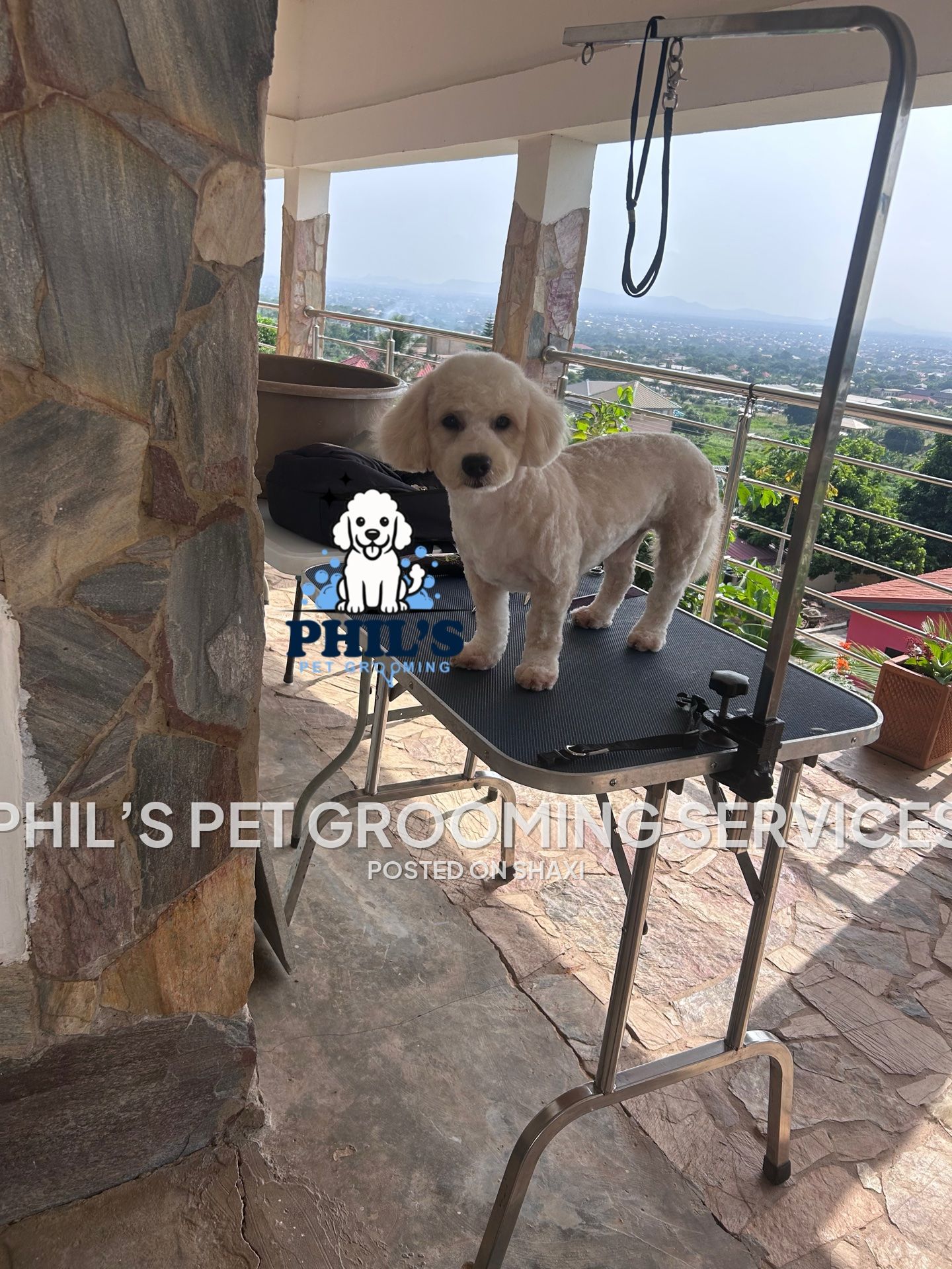 Phil’s pet grooming services photo 8