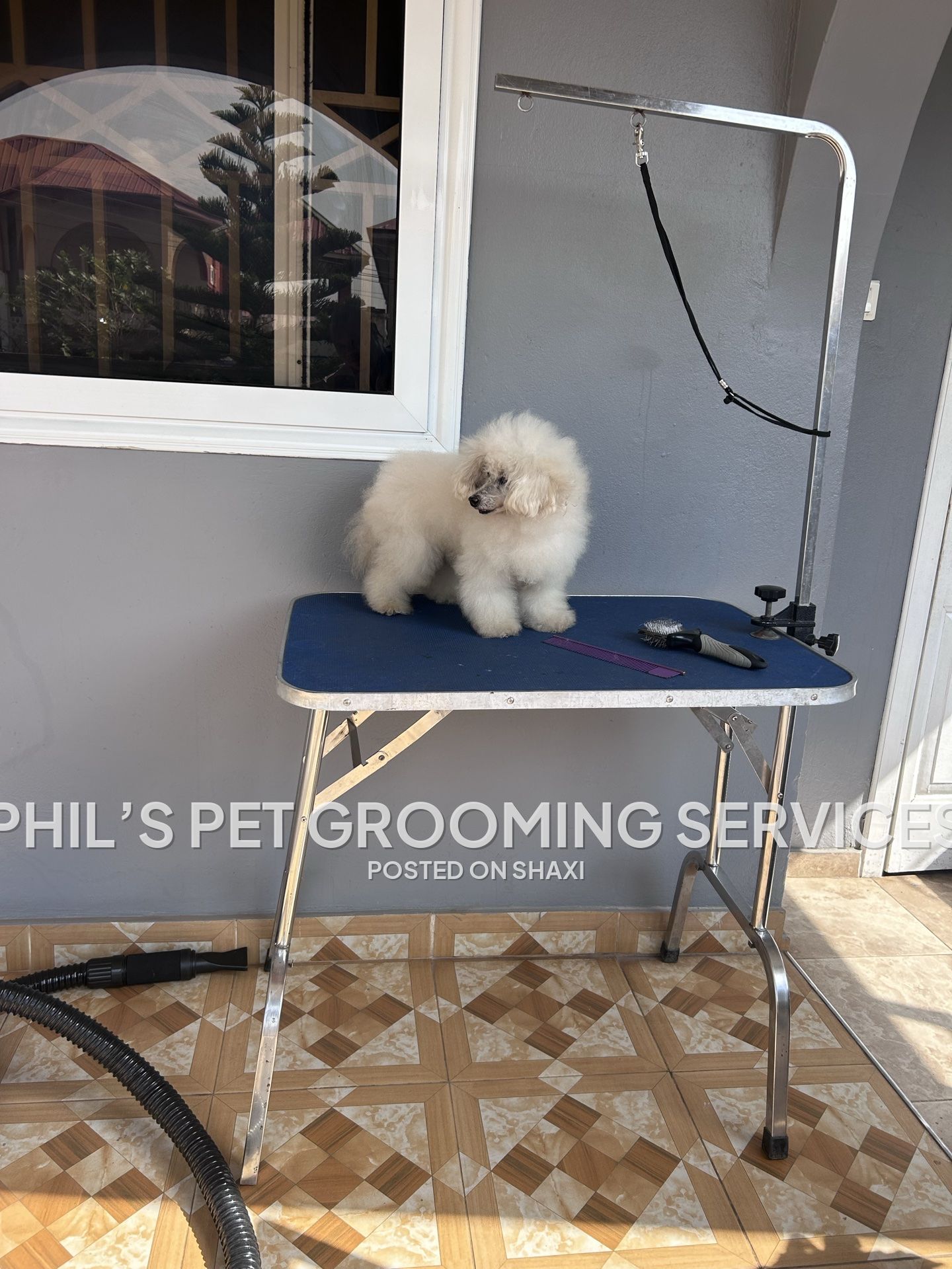 Phil’s pet grooming services photo 1