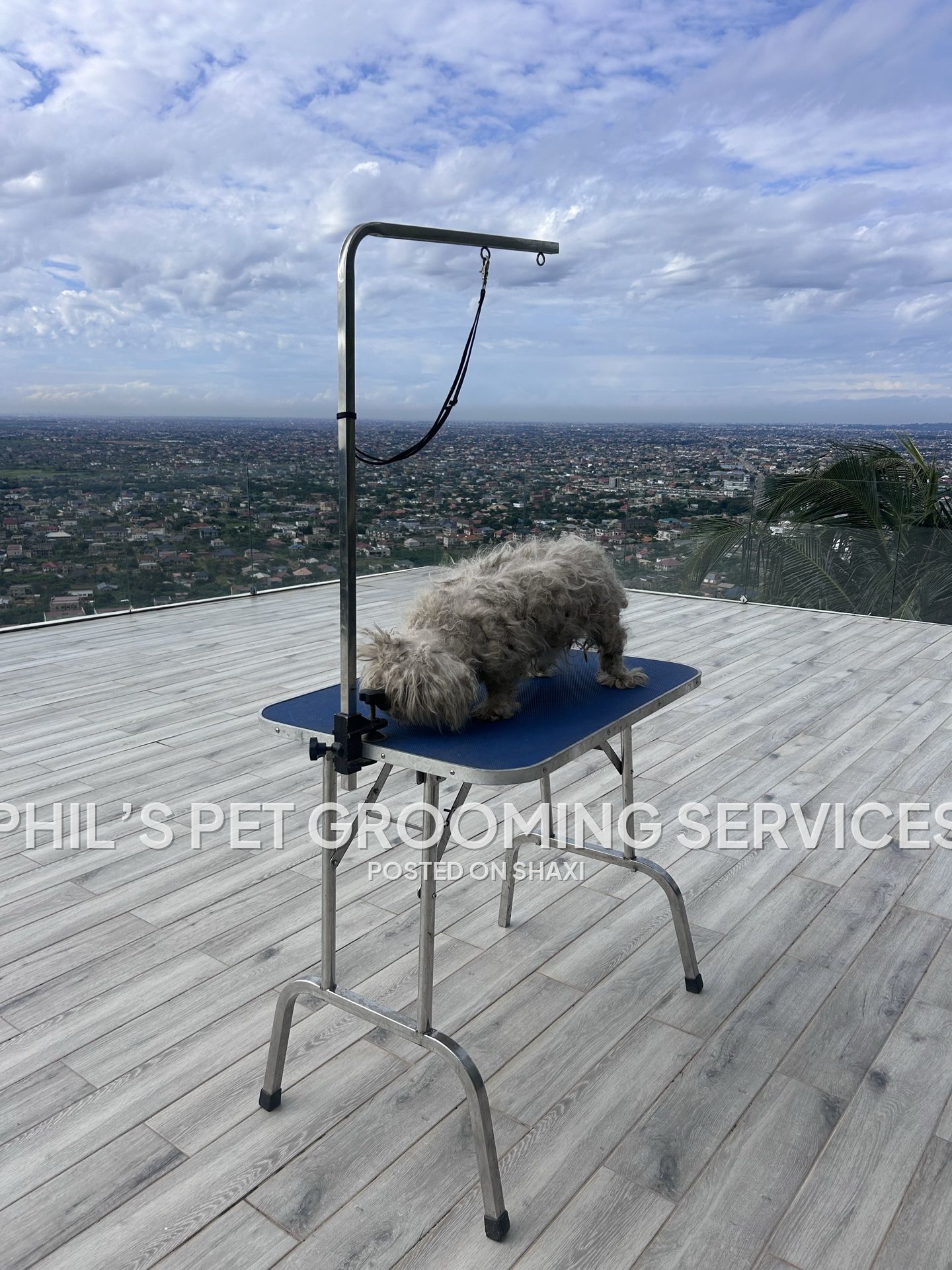 Dog grooming photo 9