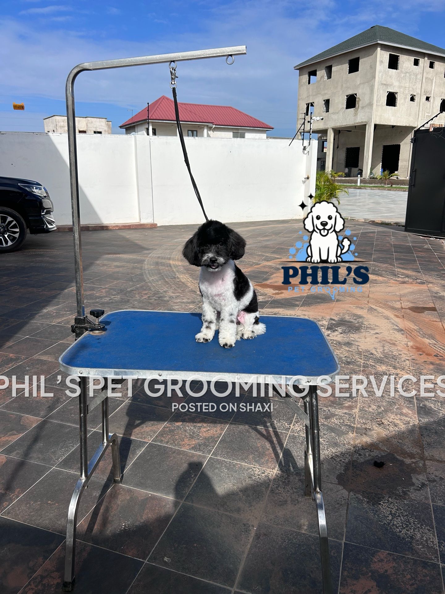 Dog grooming photo 2