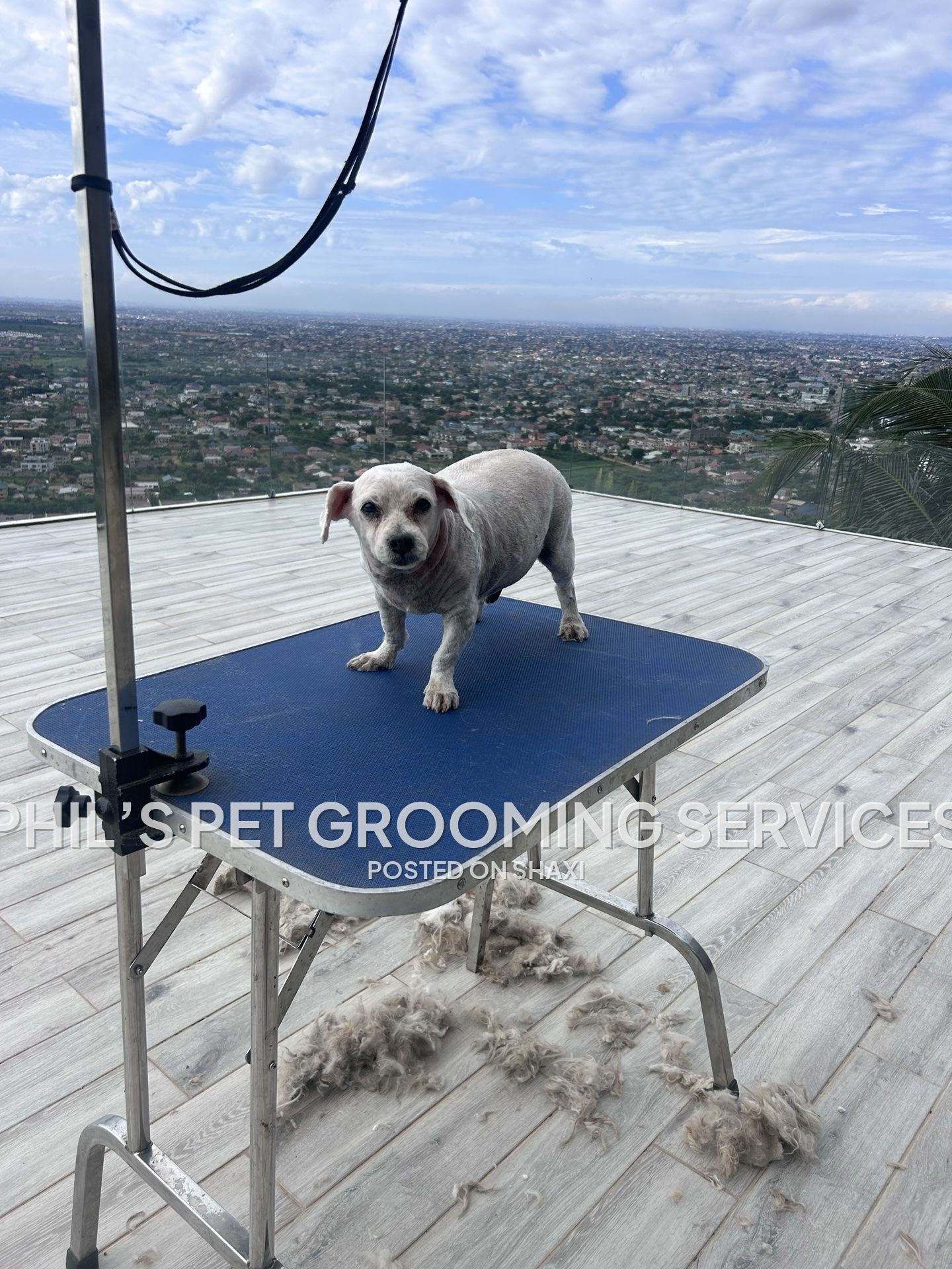 Dog grooming photo 10