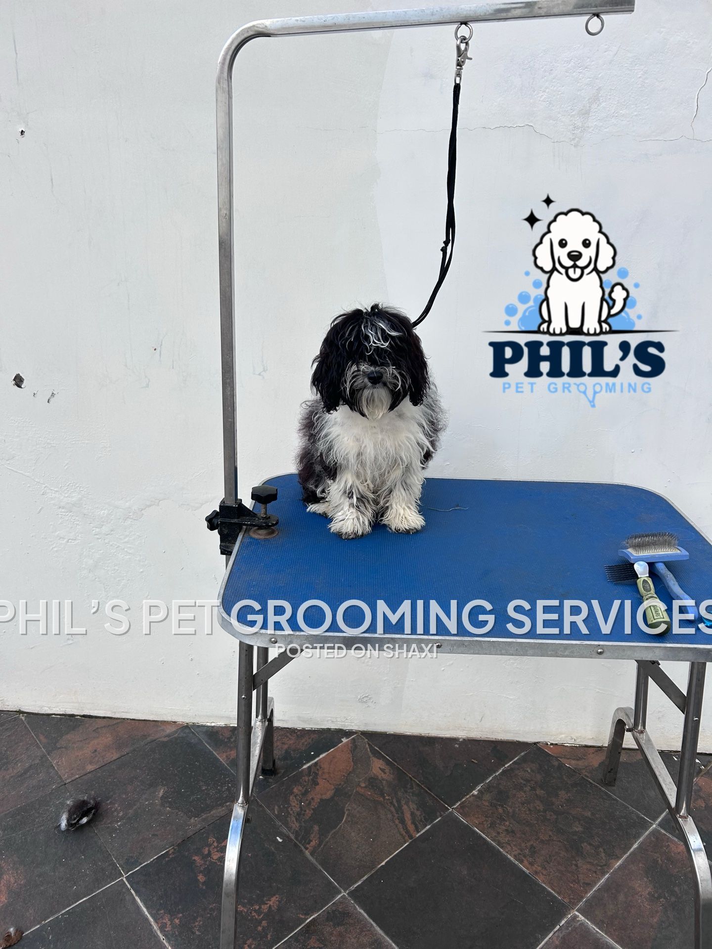 Dog grooming photo 1