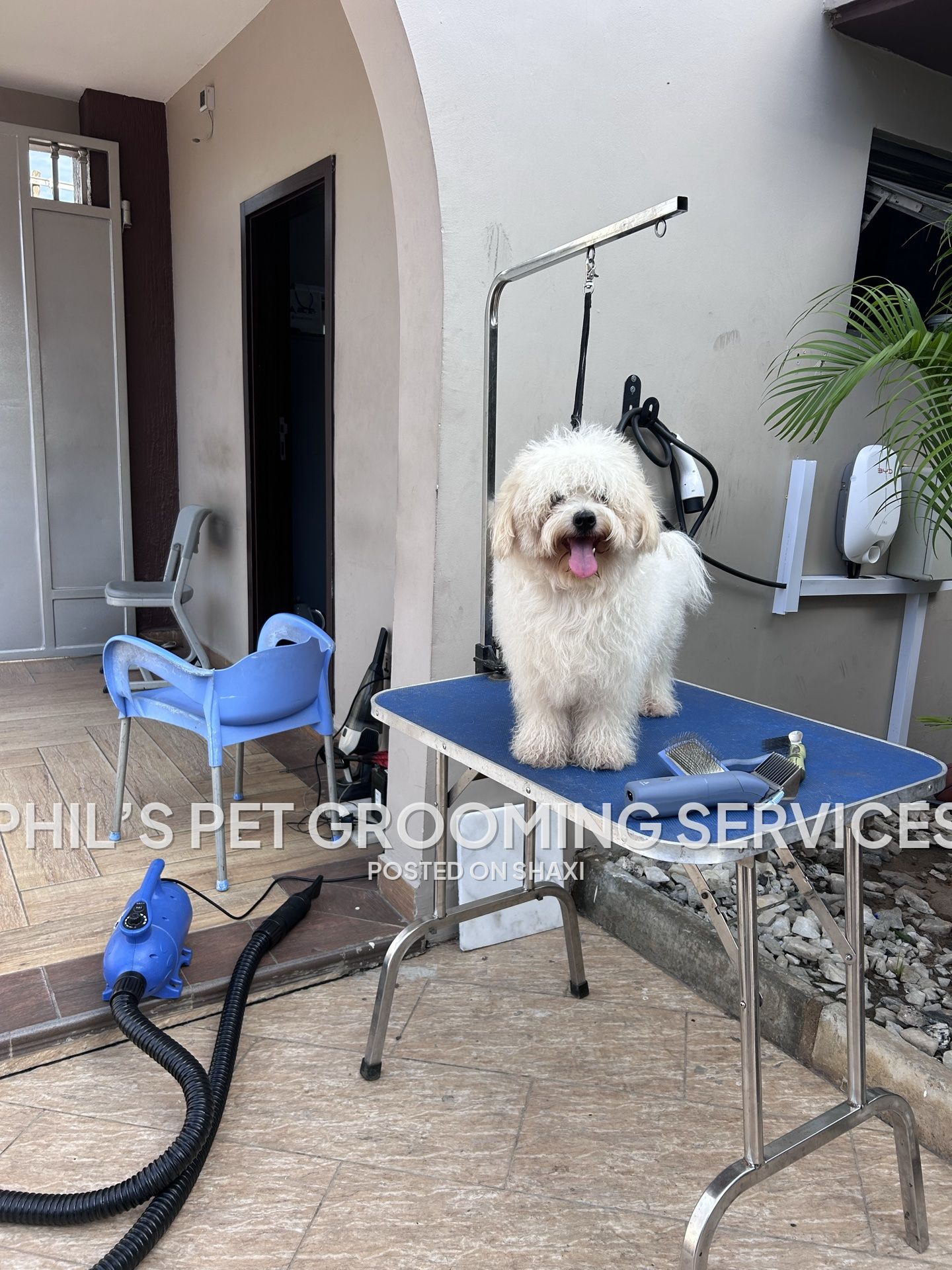 Dog grooming photo 3