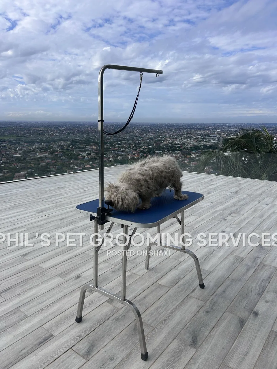 Dog grooming photo 9