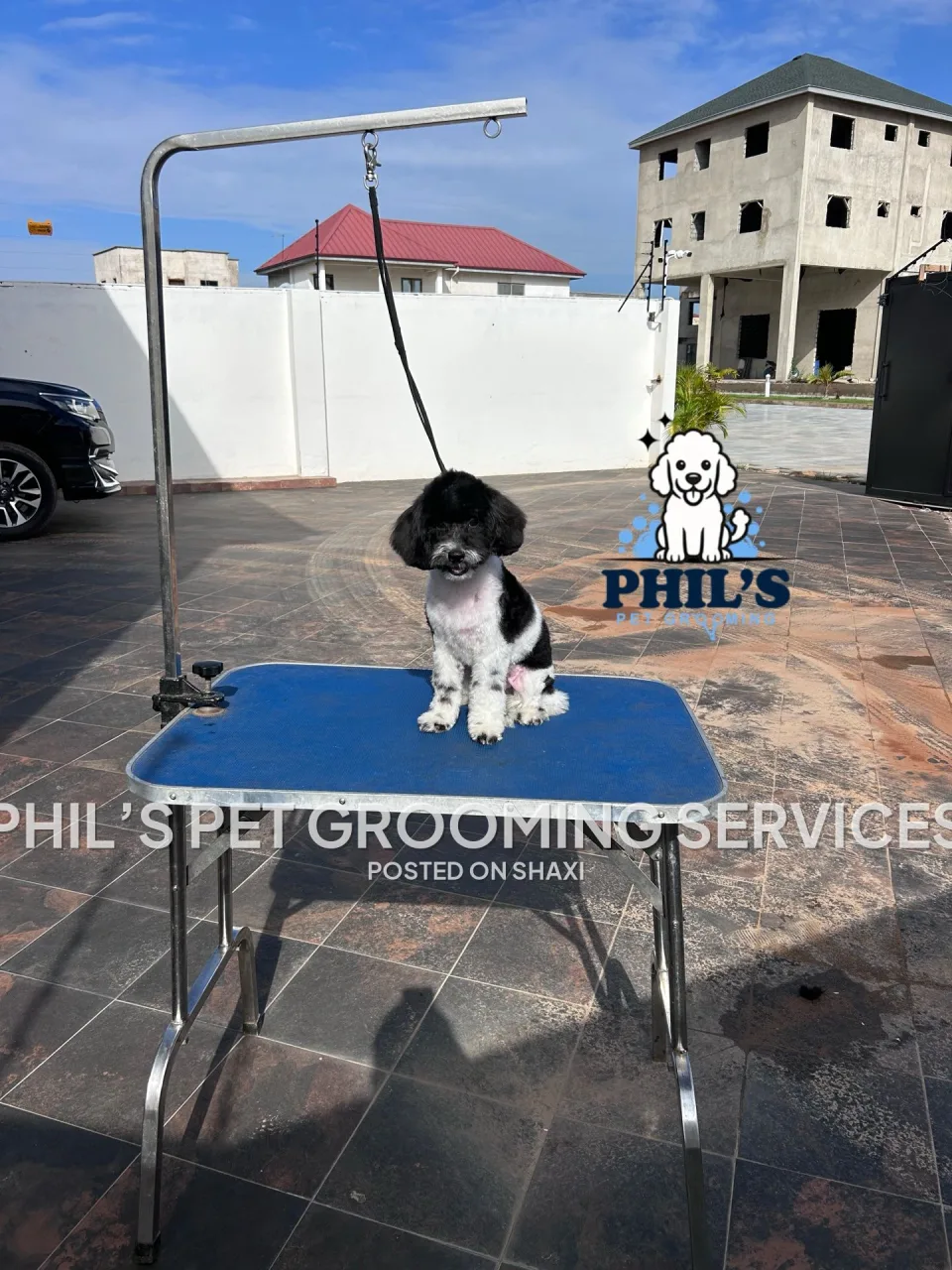 Dog grooming photo 2