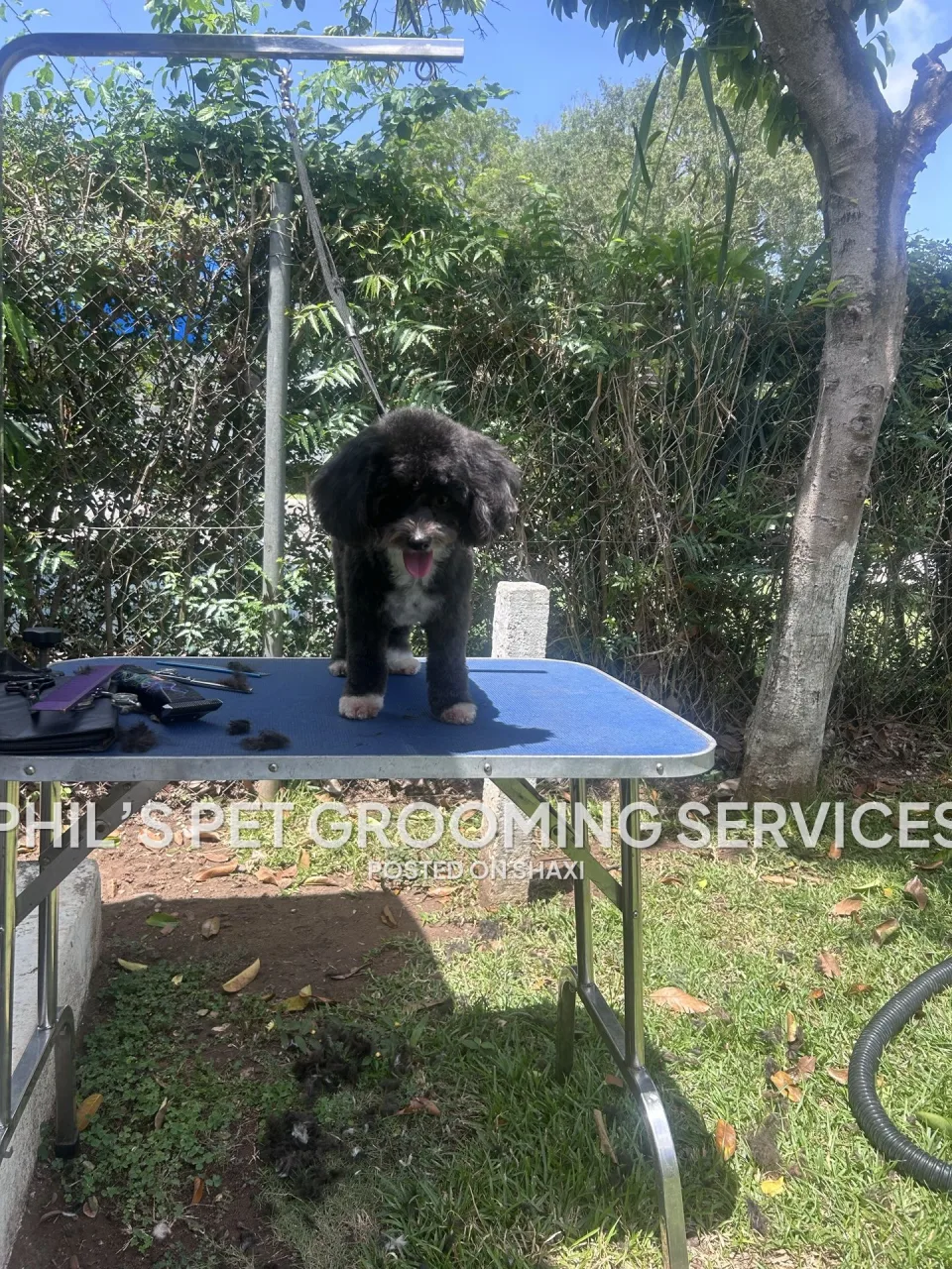 Dog grooming photo 7