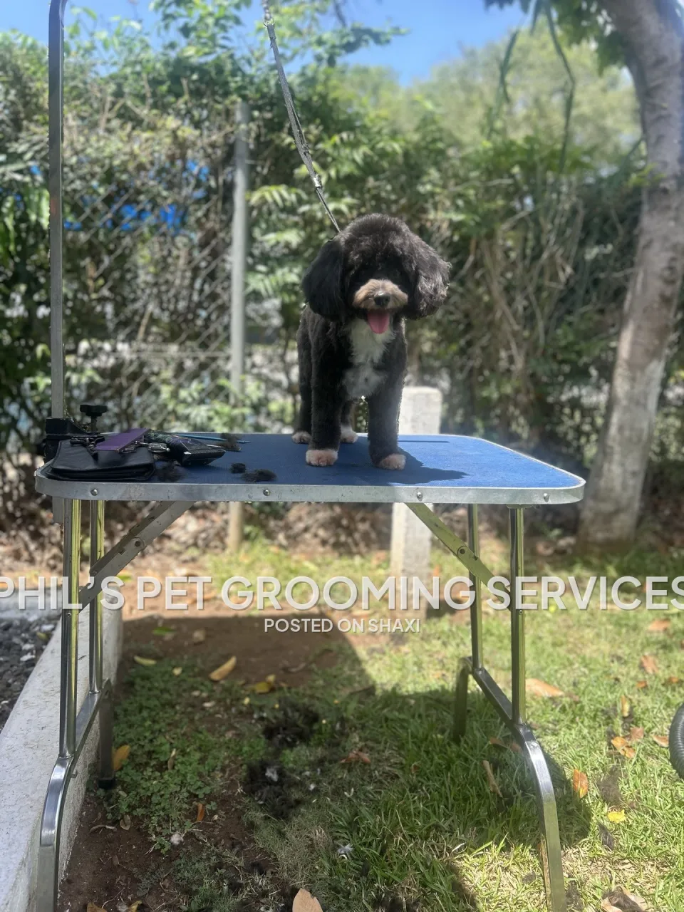 Dog grooming photo 8