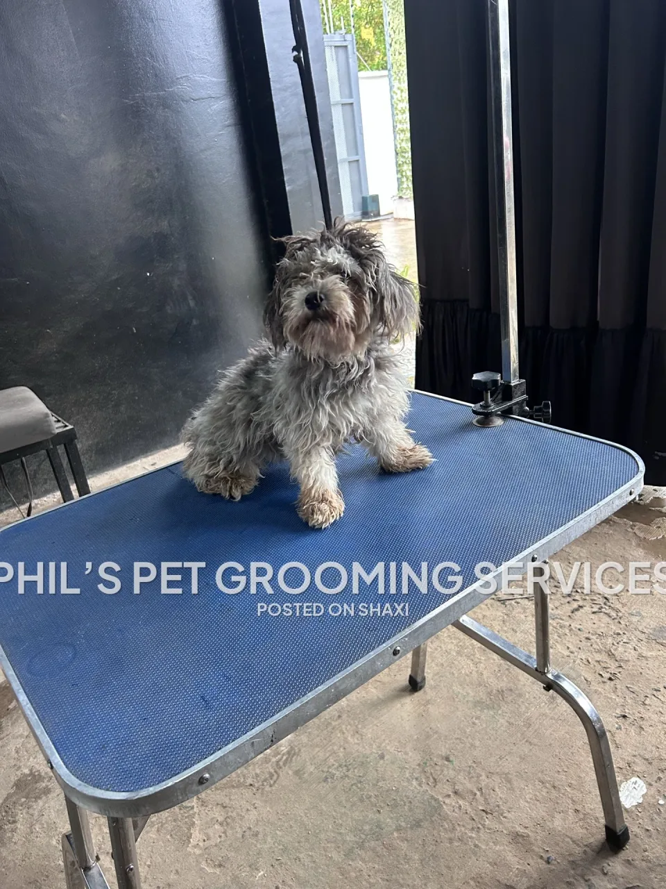 Dog grooming photo 5