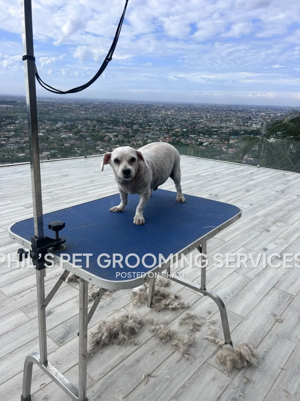 Dog grooming photo 10