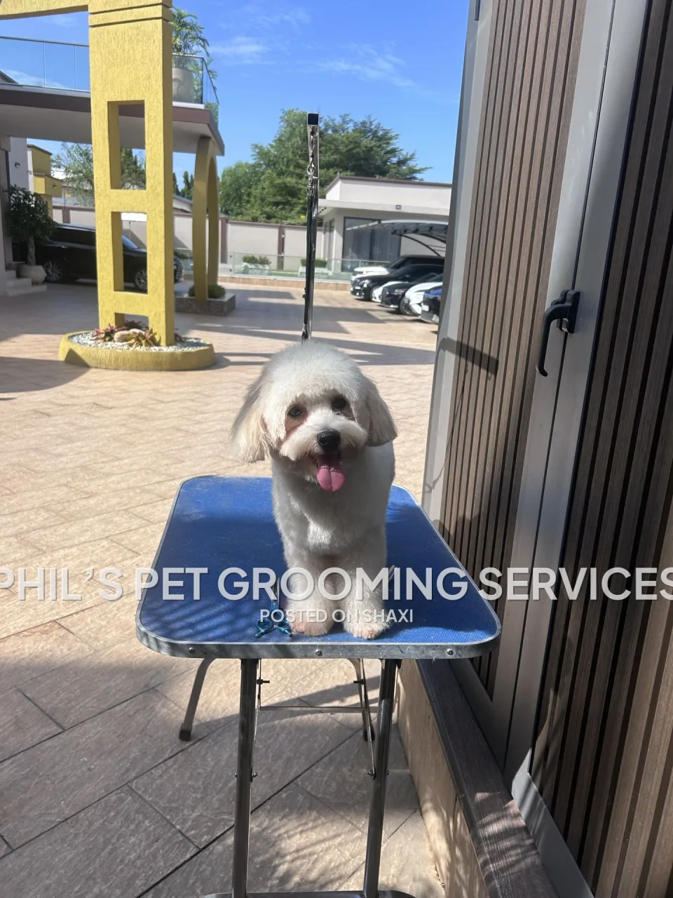 Dog grooming photo 4