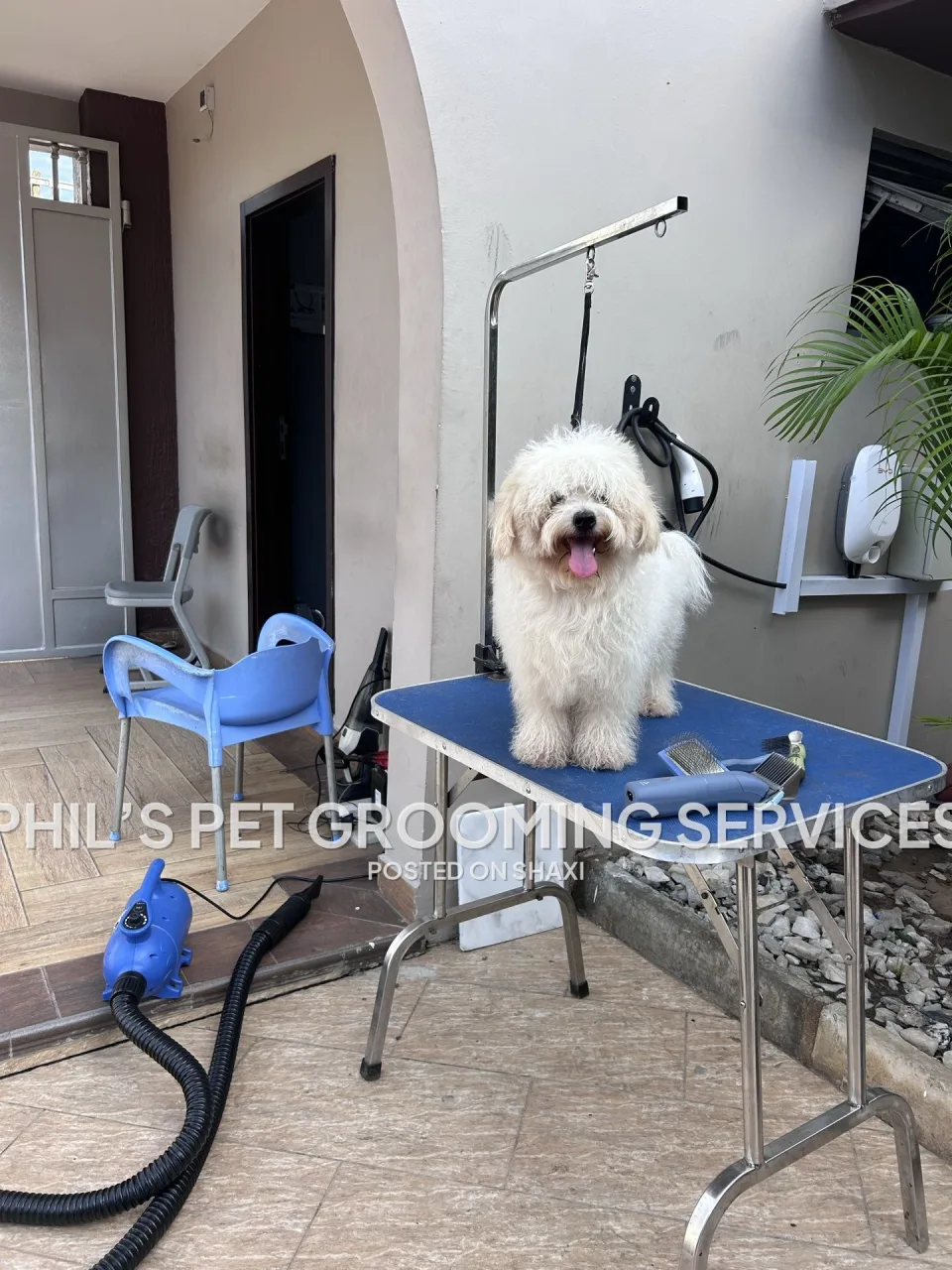 Dog grooming photo 3