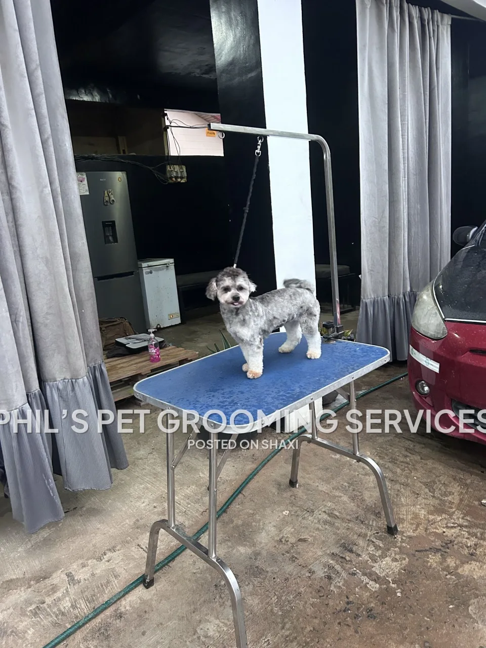 Dog grooming photo 6