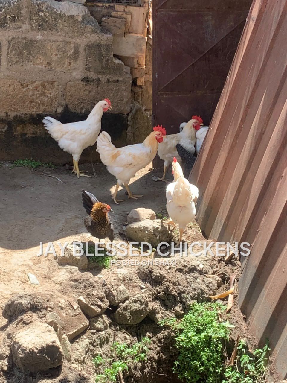 Fresh Farm Chickens – Ready for Delivery photo 6