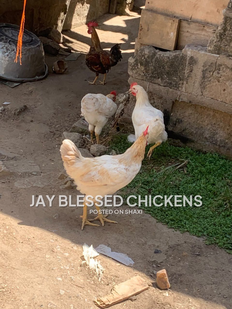 Fresh Farm Chickens – Ready for Delivery photo 9