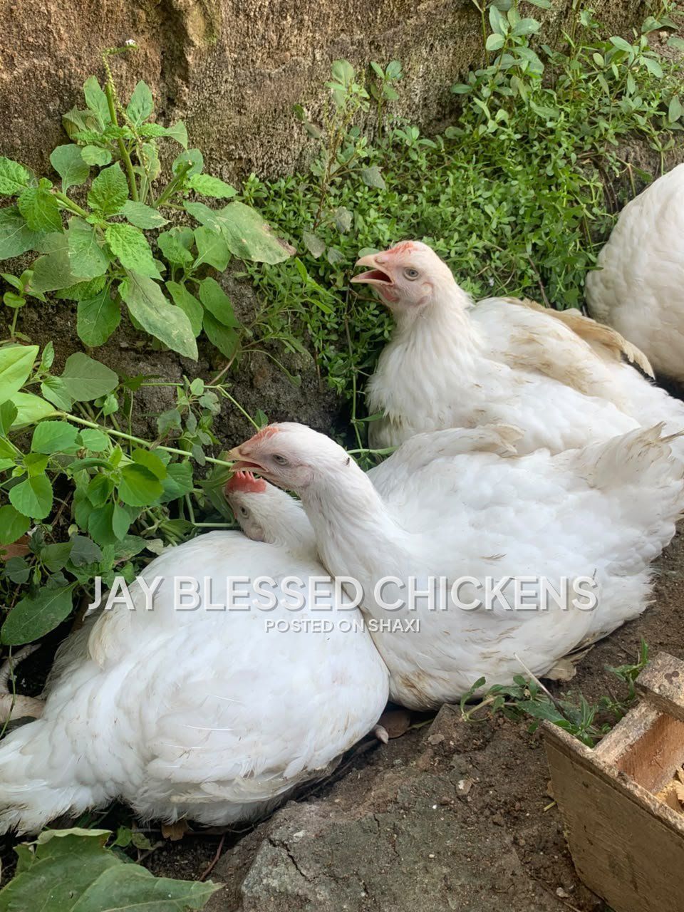 Fresh Farm Chickens – Ready for Delivery photo 5