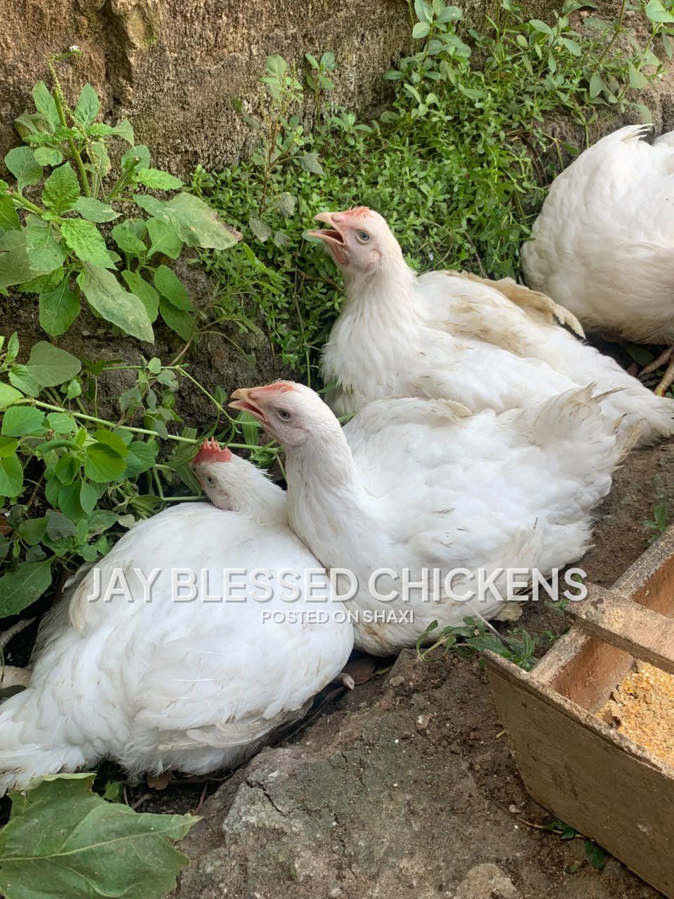 Fresh Farm Chickens – Ready for Delivery photo 4