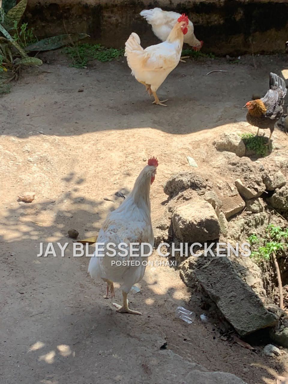 Fresh Farm Chickens – Ready for Delivery photo 8