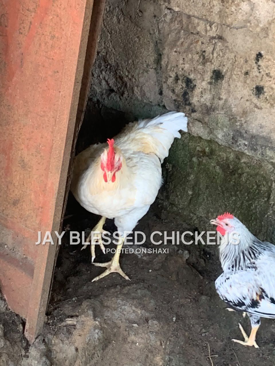Fresh Farm Chickens – Ready for Delivery photo 2