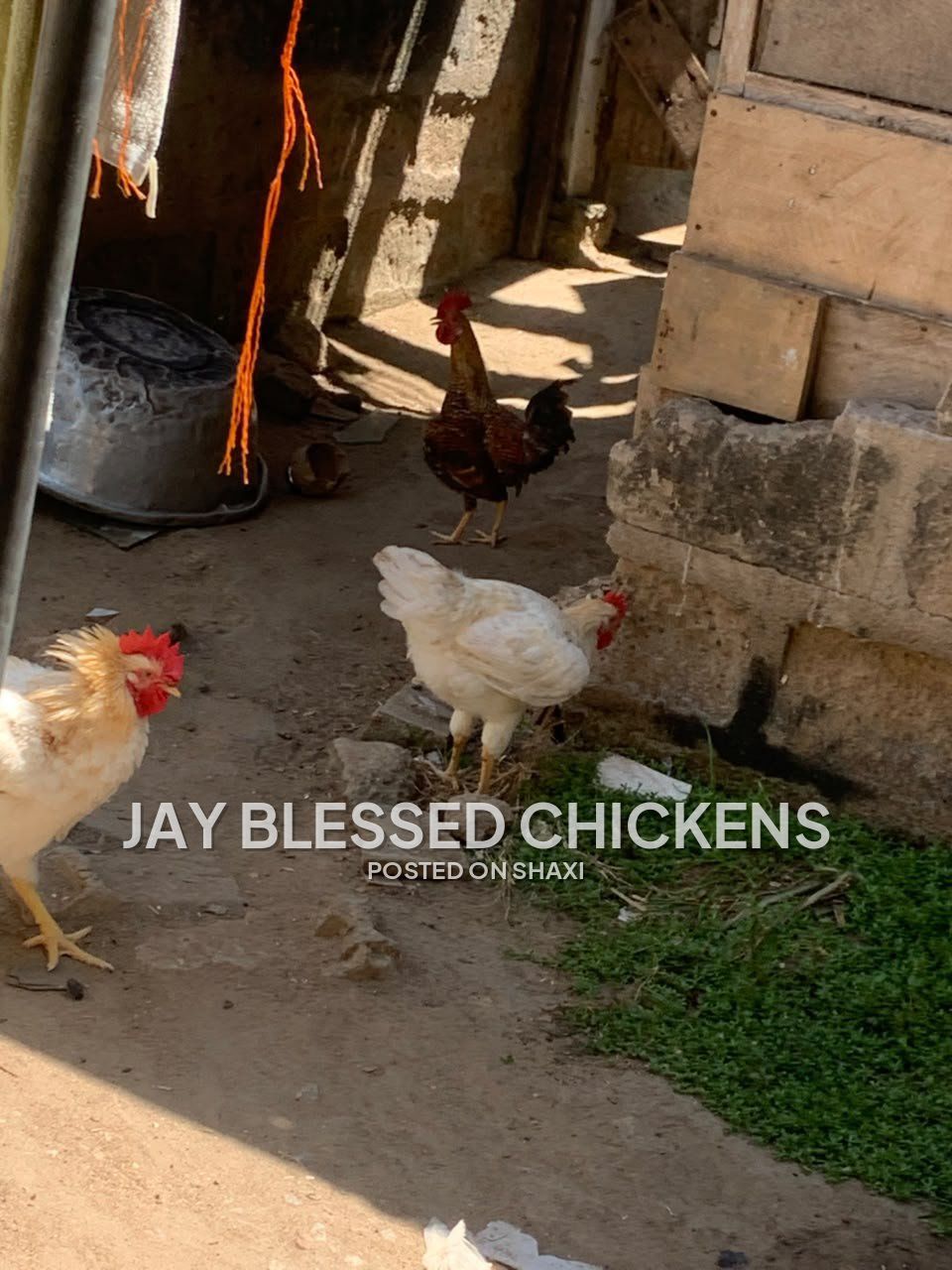 Fresh Farm Chickens – Ready for Delivery photo 3