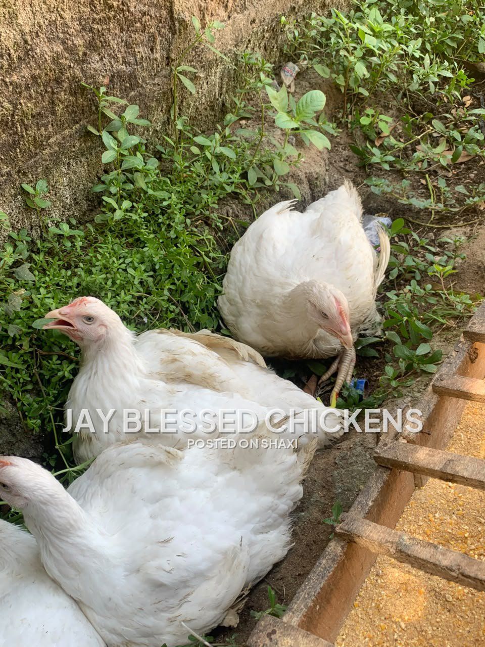 Fresh Farm Chickens – Ready for Delivery photo 1