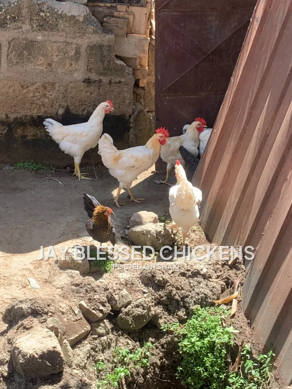 Fresh Farm Chickens – Ready for Delivery photo 6