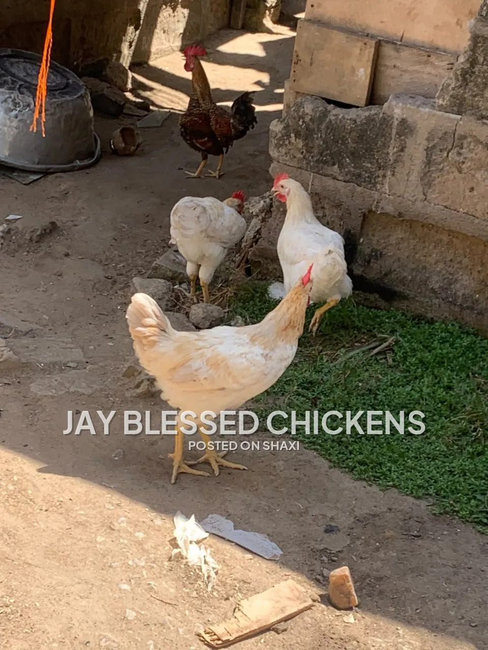 Fresh Farm Chickens – Ready for Delivery photo 9
