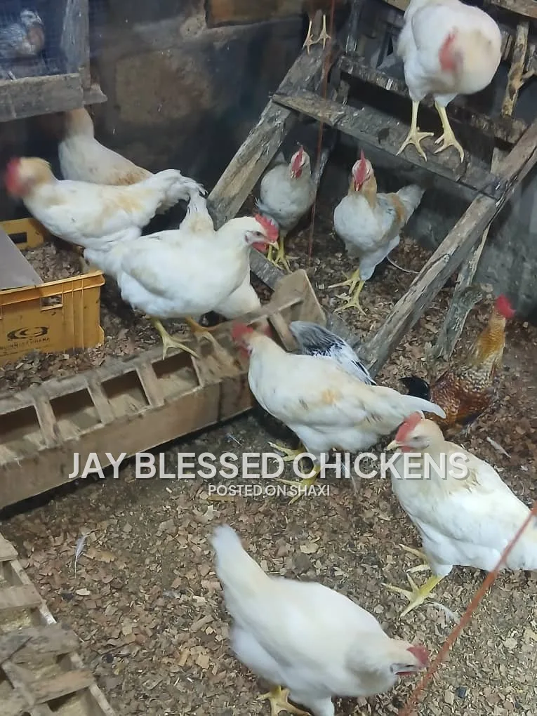 Fresh Farm Chickens – Ready for Delivery photo 10