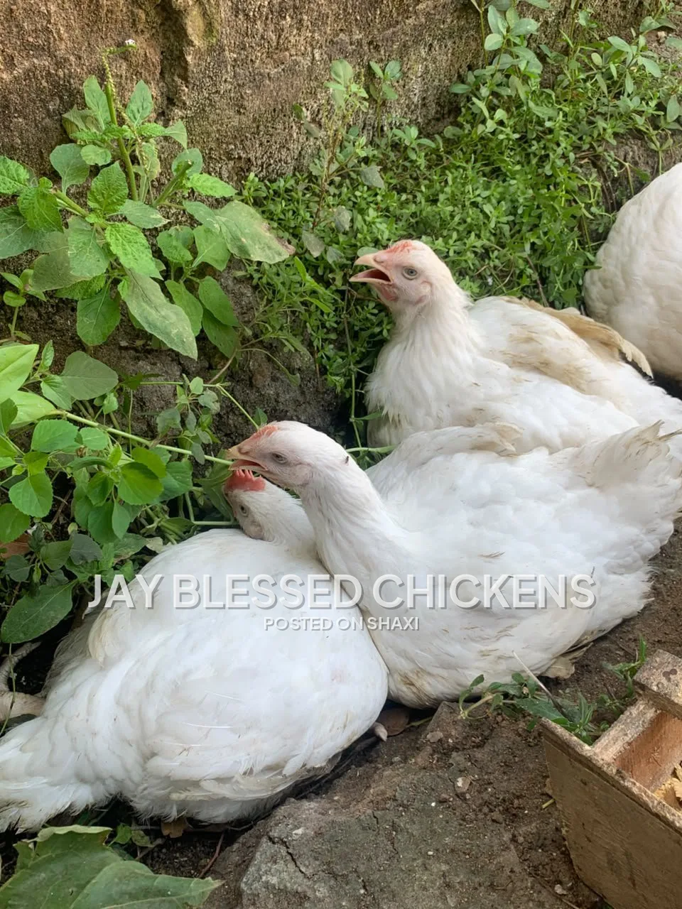 Fresh Farm Chickens – Ready for Delivery photo 5