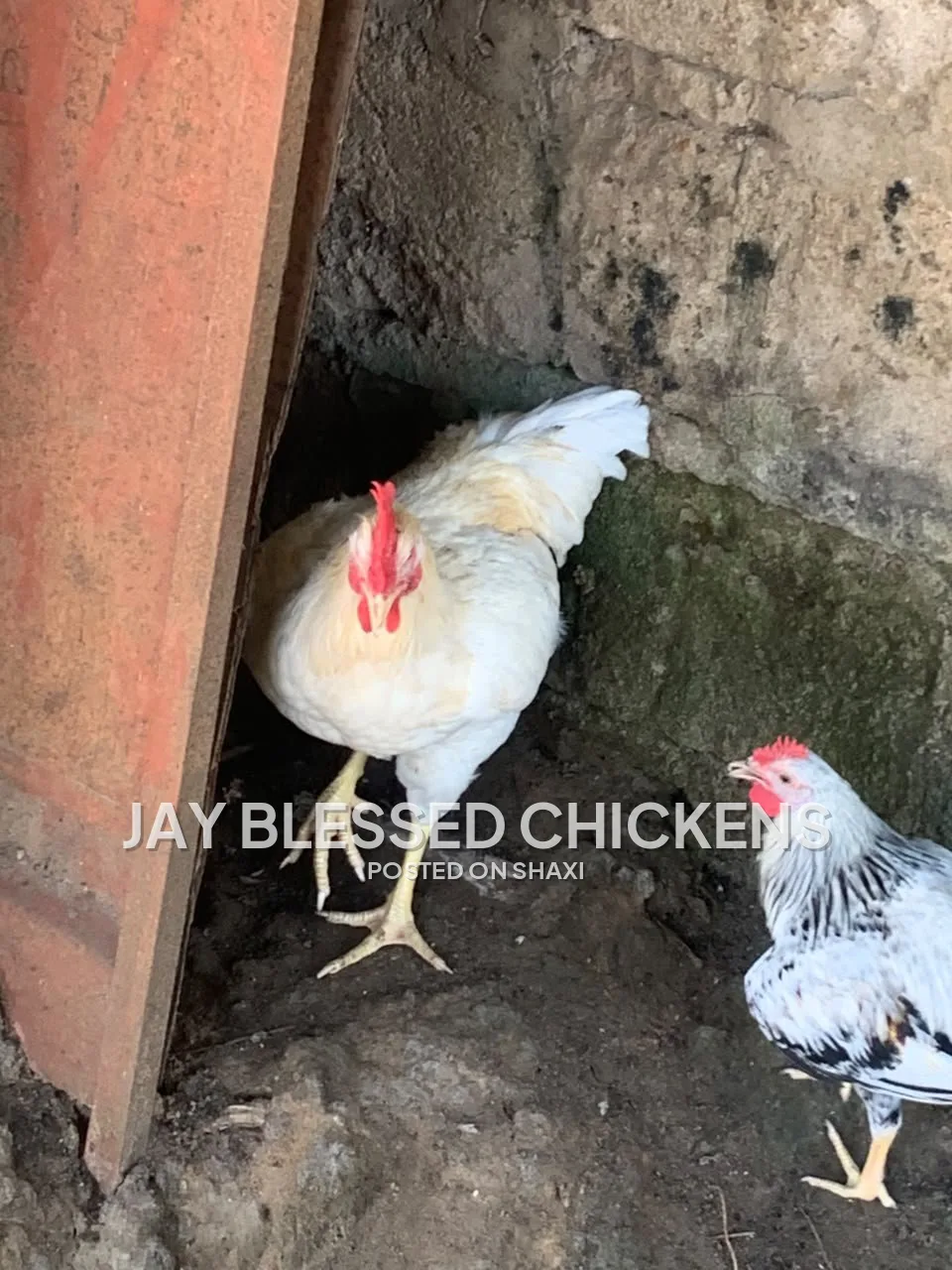 Fresh Farm Chickens – Ready for Delivery photo 7