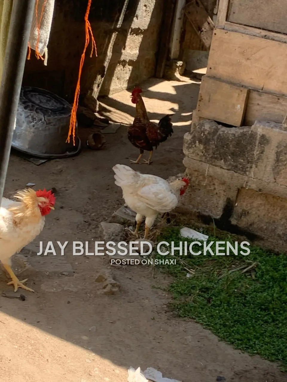 Fresh Farm Chickens – Ready for Delivery photo 3