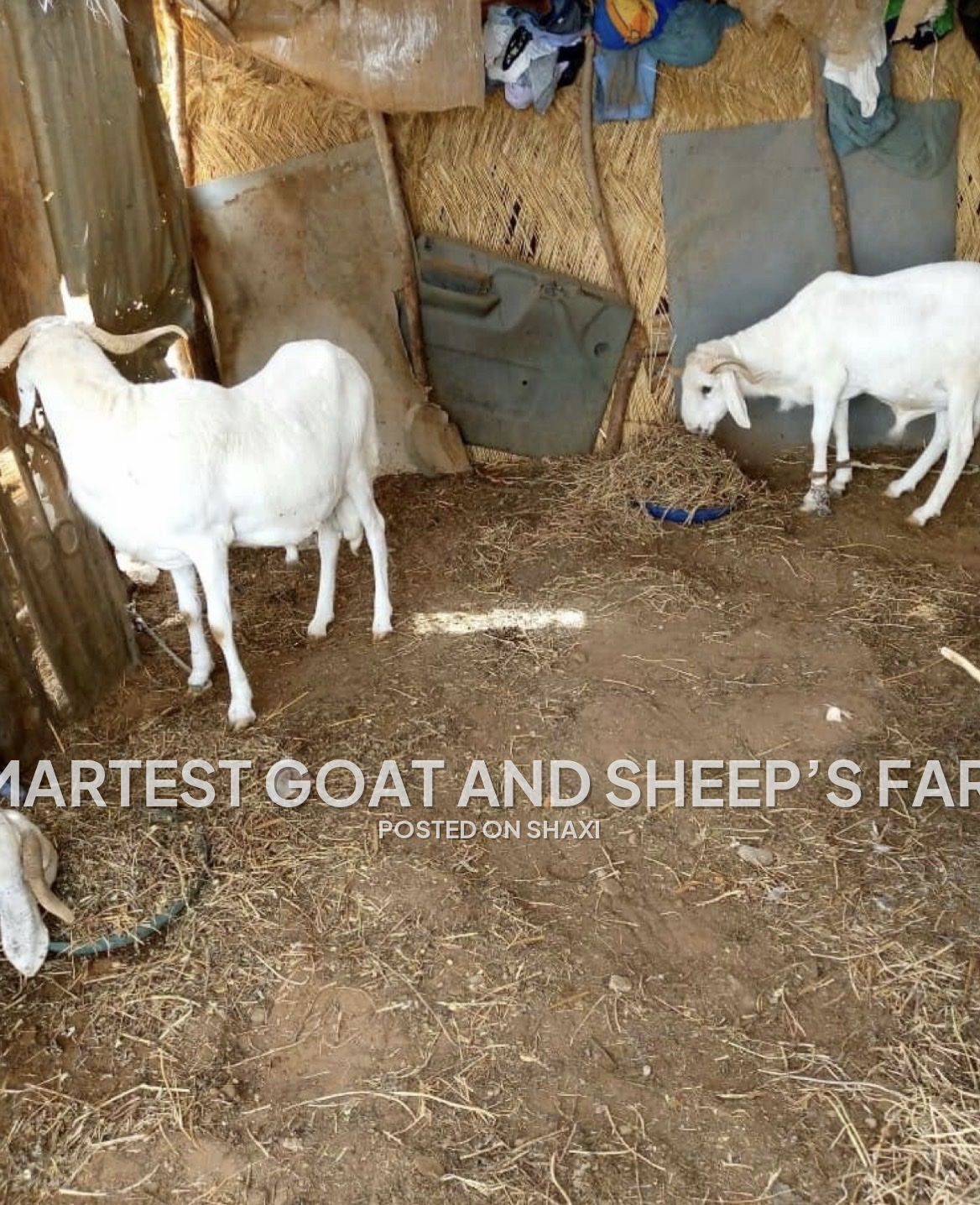Smartest farm photo 1