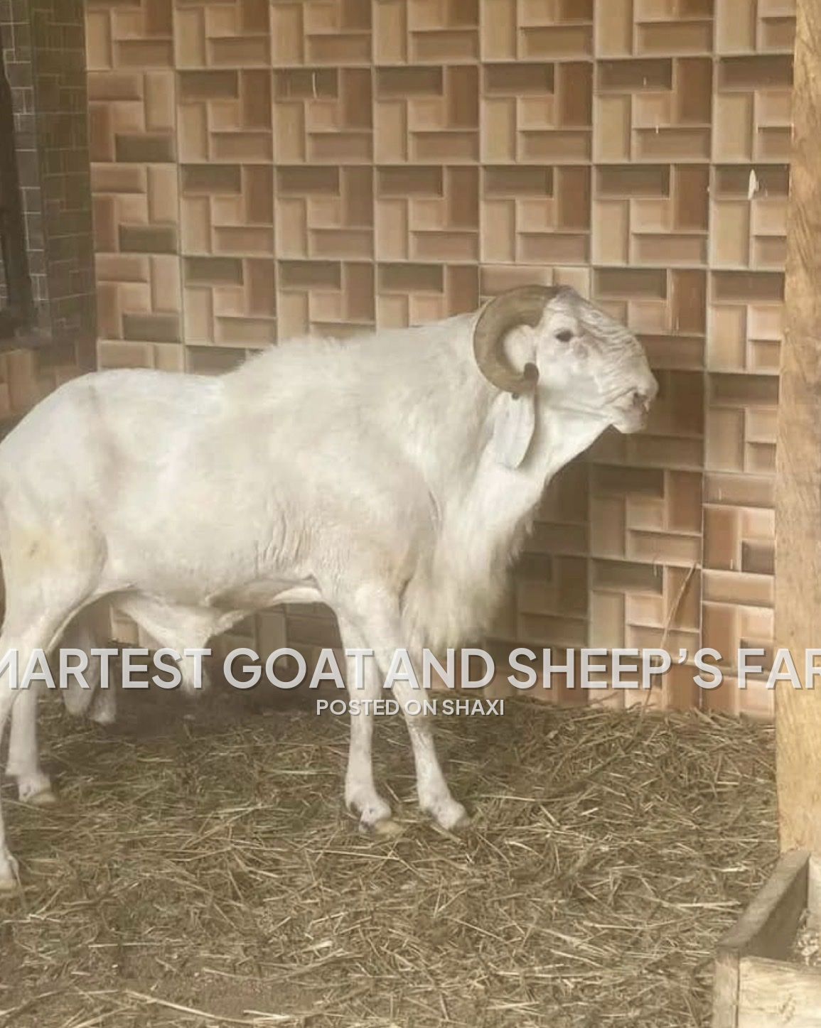 Smartest farm photo 3