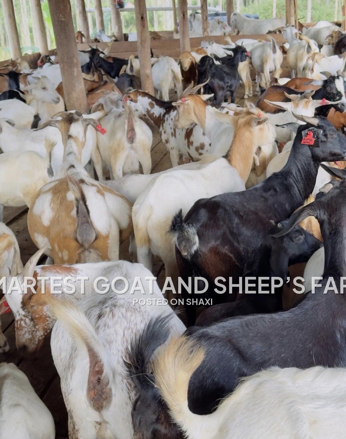 Smartest farm photo 2