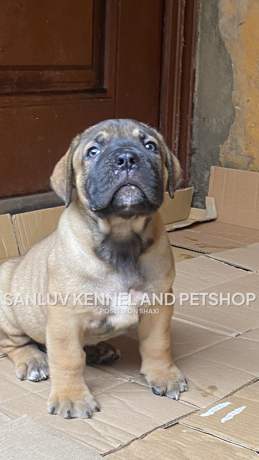 We have growing puppies available photo 1