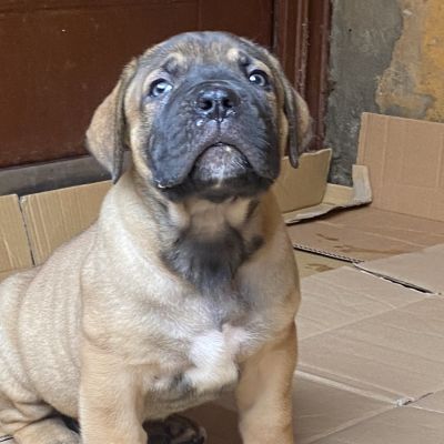 We have growing puppies available